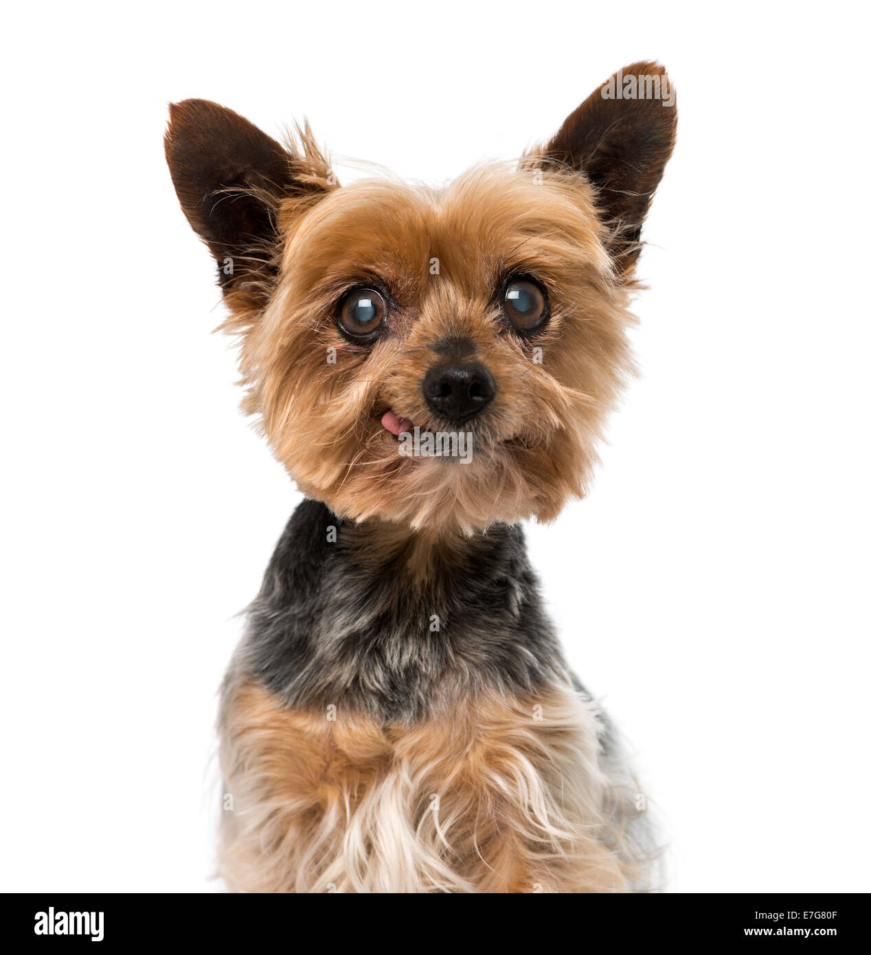 Old Yorkshire terrier (13 years old) against white background Stock Photo