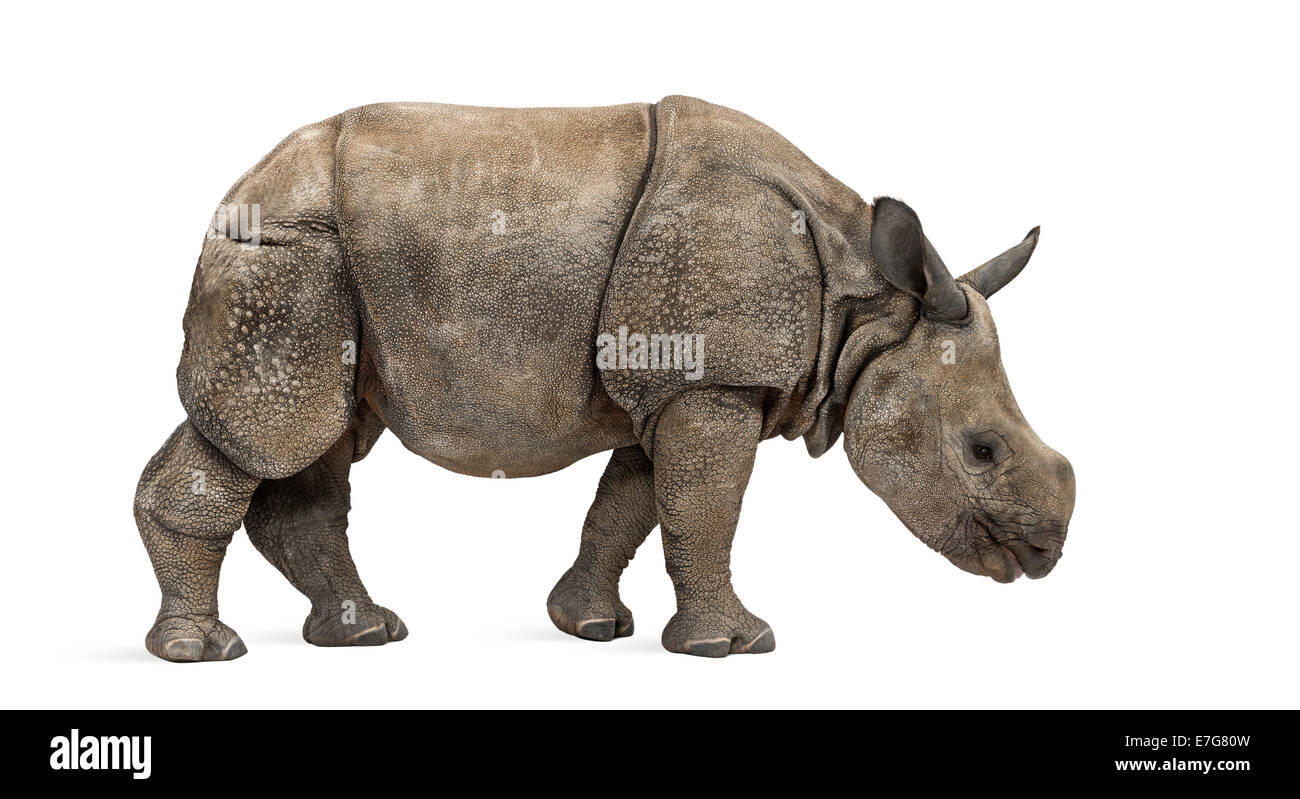 Young Indian one-horned rhinoceros (8 months old) in front of white background Stock Photo