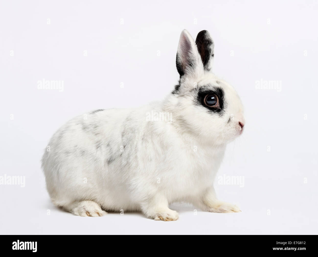 Rabbit (3 years old) against white background Stock Photo