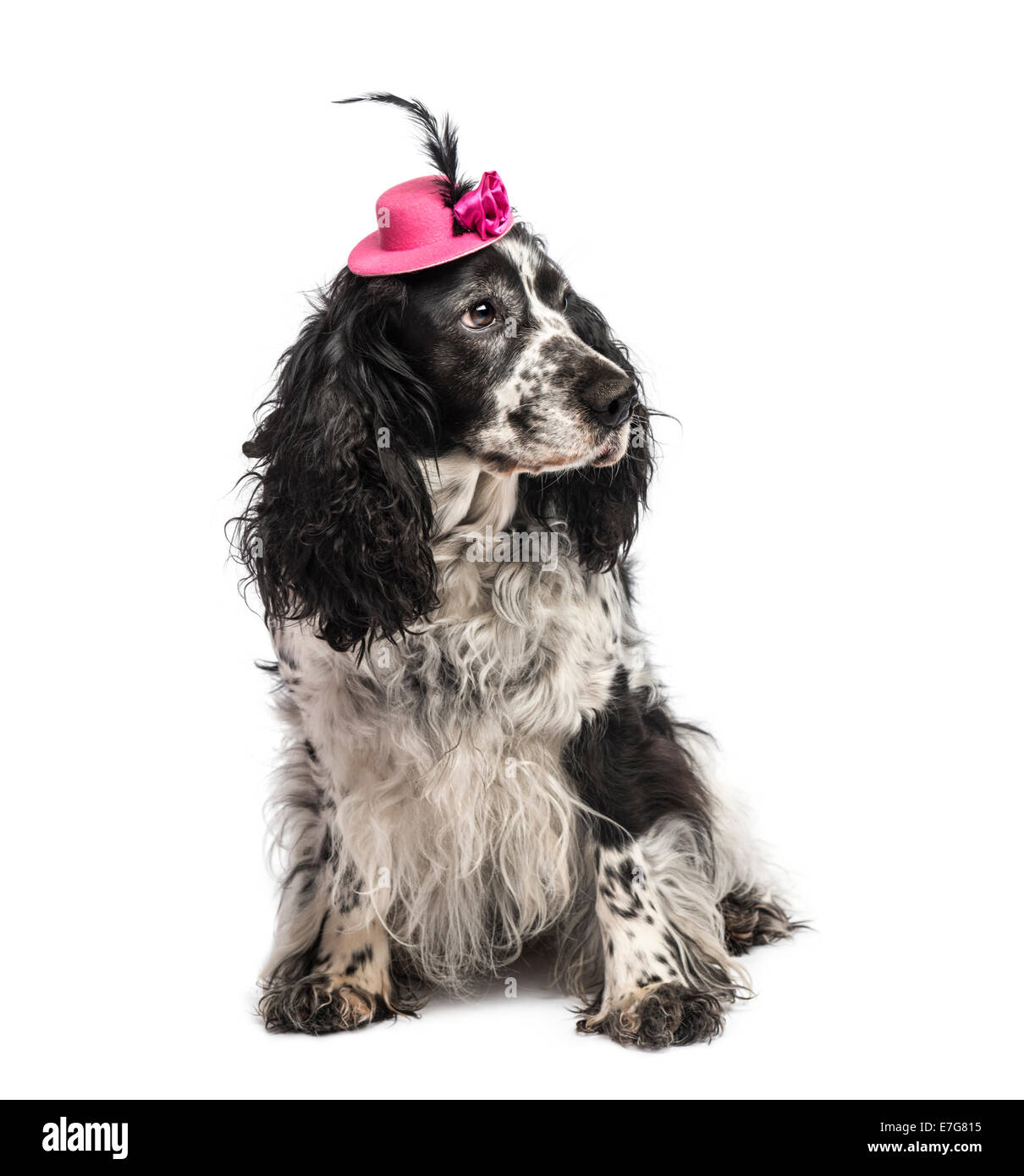 English Springer Spaniel wearing a hat against white background Stock Photo