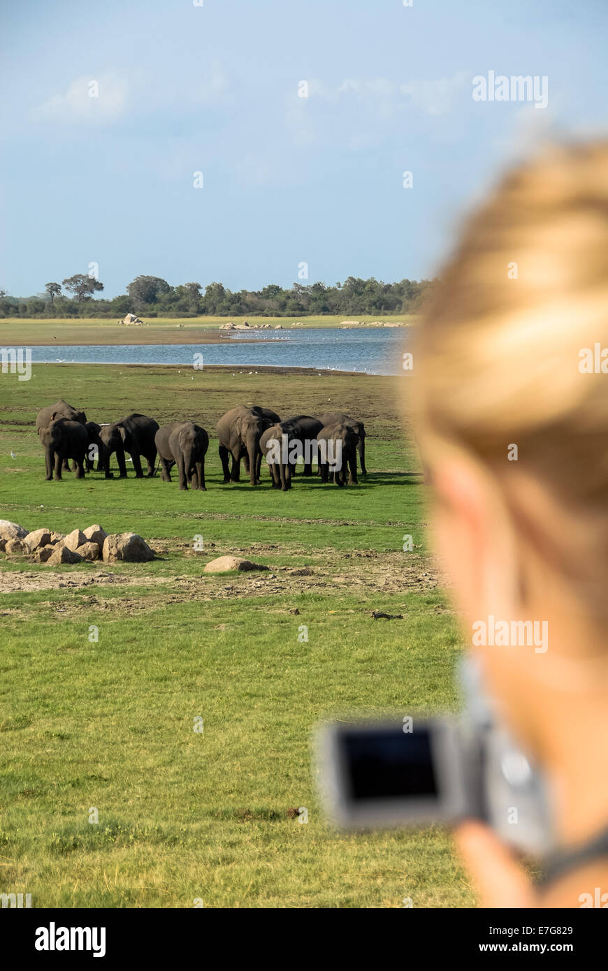 tourists on safari in Minneriya national park Stock Photo