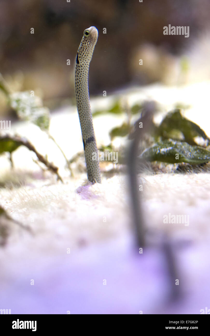 Garden Eel ( Taenioconger hassi ) Stock Photo