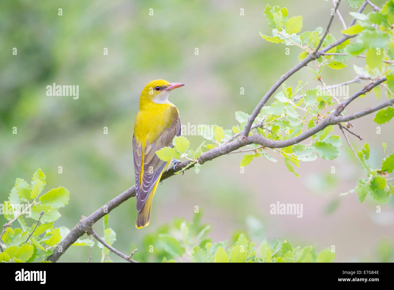 Golden Oriole (Oriolus oriolus) subadult male perched in tree. Stock Photo