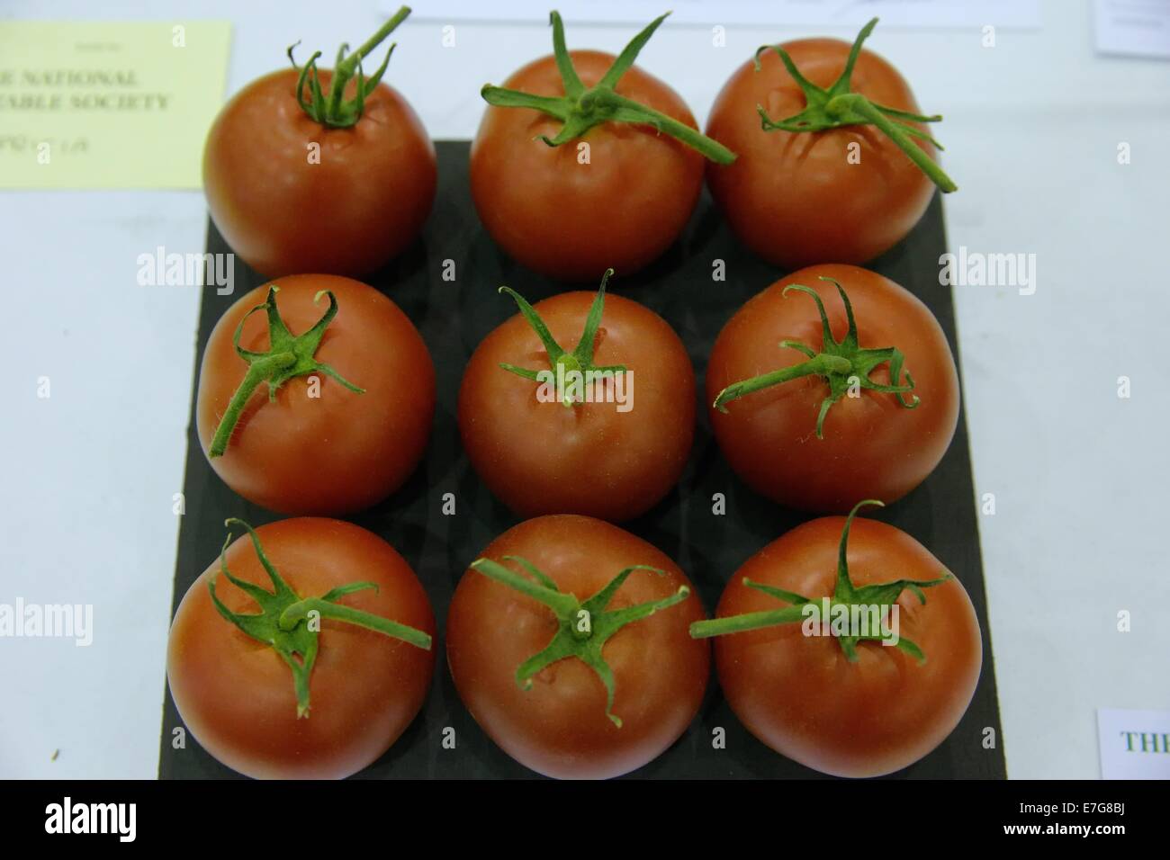 Tomato Zenith F.1 hybrid Stock Photo