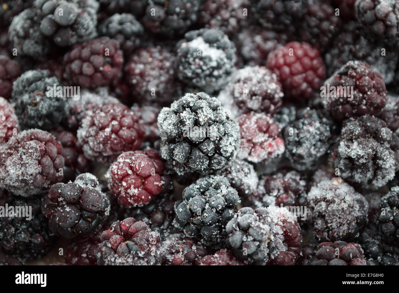 frozen blackberries Stock Photo
