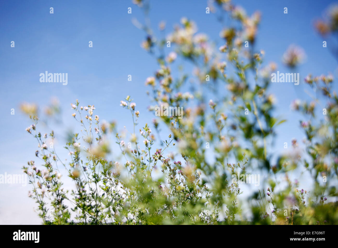 Awakening of plants and flowers in the nature in spring Stock Photo