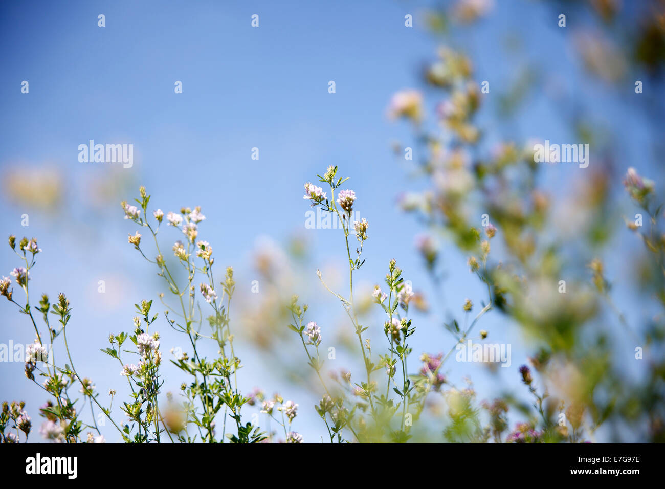 Awakening of plants and flowers in the nature in spring Stock Photo