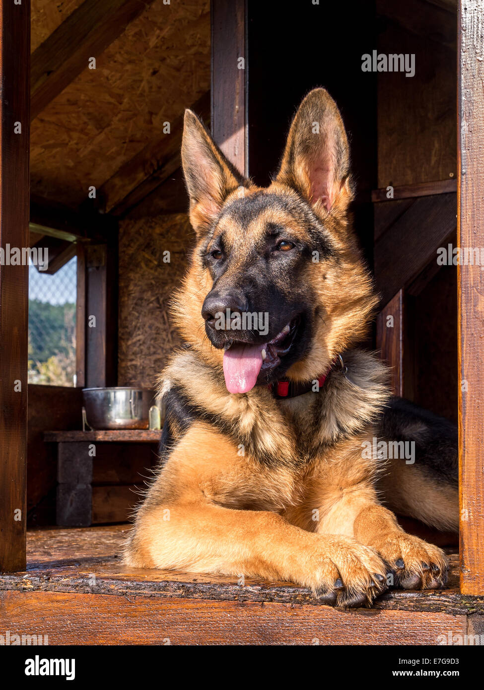 German shepherd resting in its wooden kennel Stock Photo Alamy