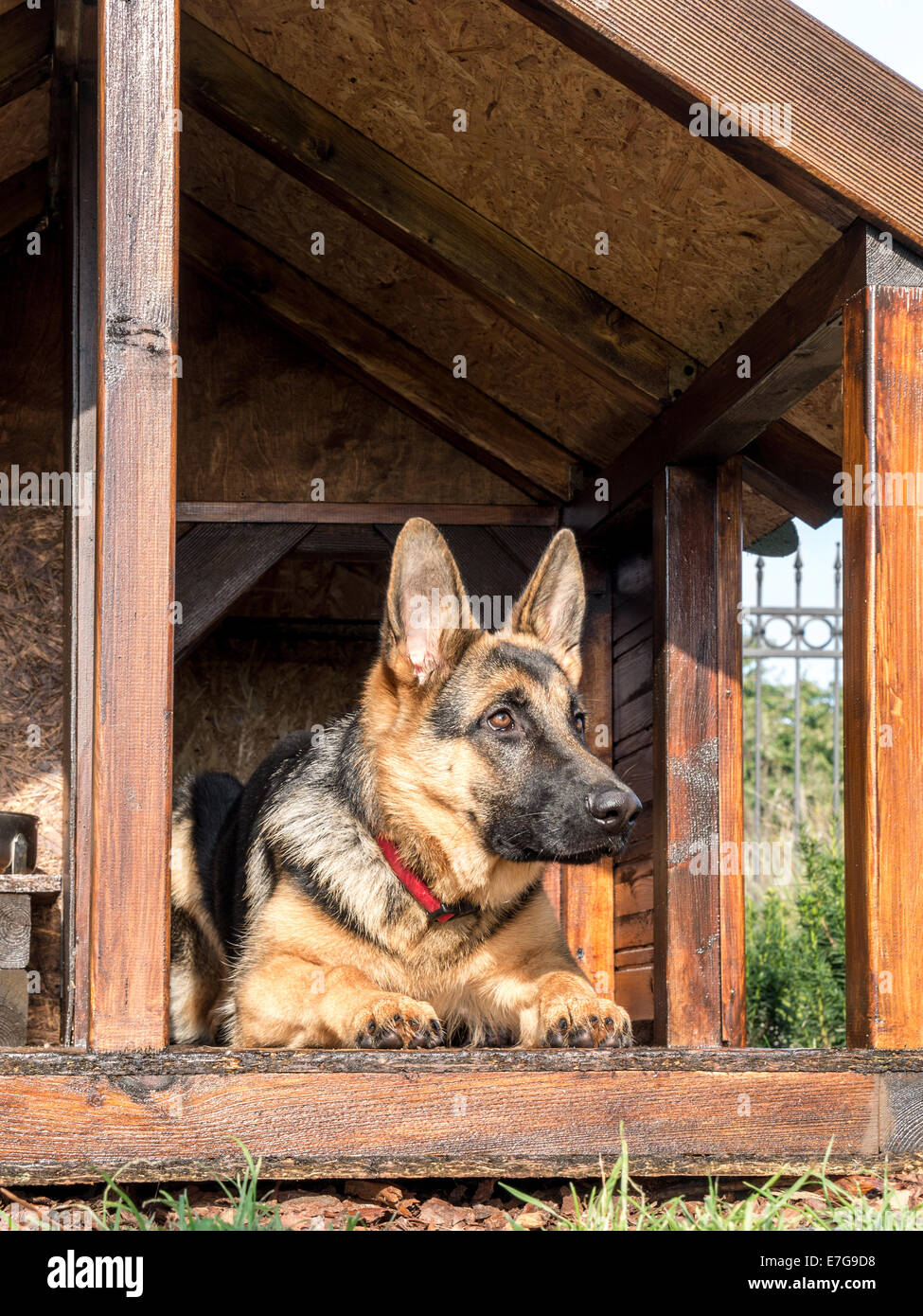 German shepherd resting in its wooden kennel Stock Photo Alamy