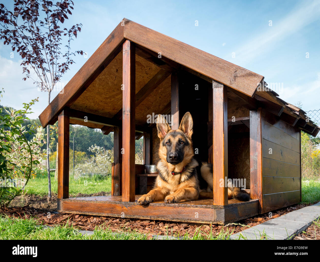 German shepherd resting in its wooden kennel Stock Photo