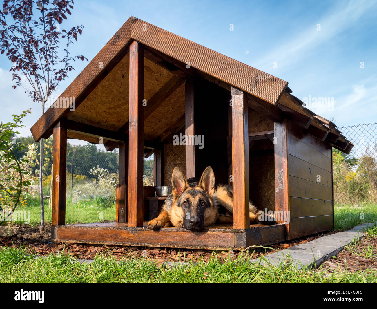 German shepherd resting in its wooden kennel Stock Photo Alamy