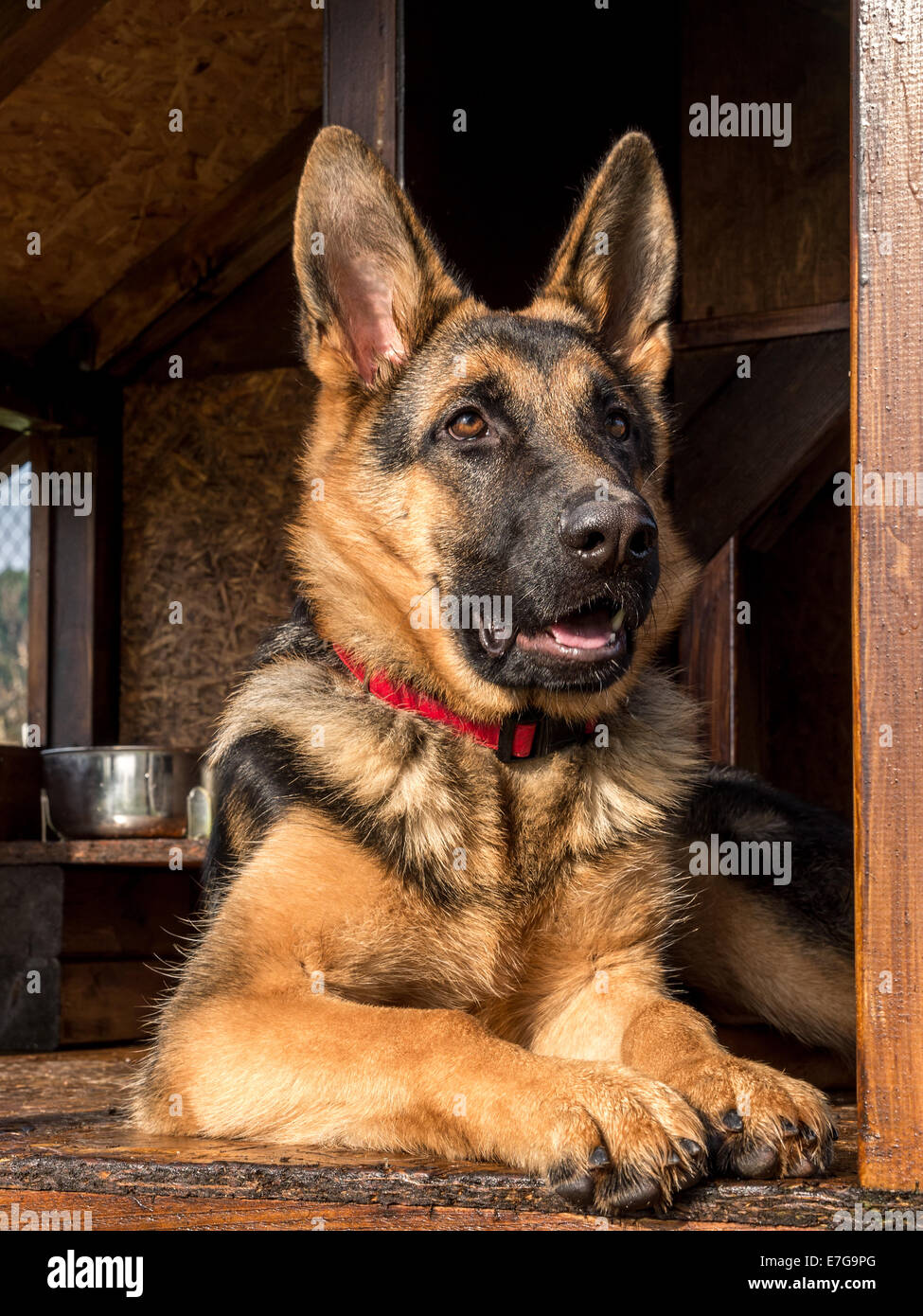German shepherd in kennel hires stock photography and images Alamy