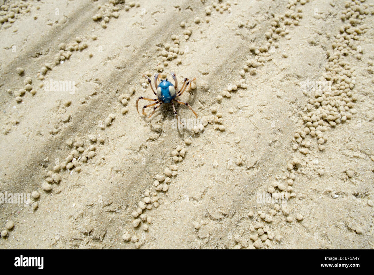 Soldier Crabs at low tide Stock Photo