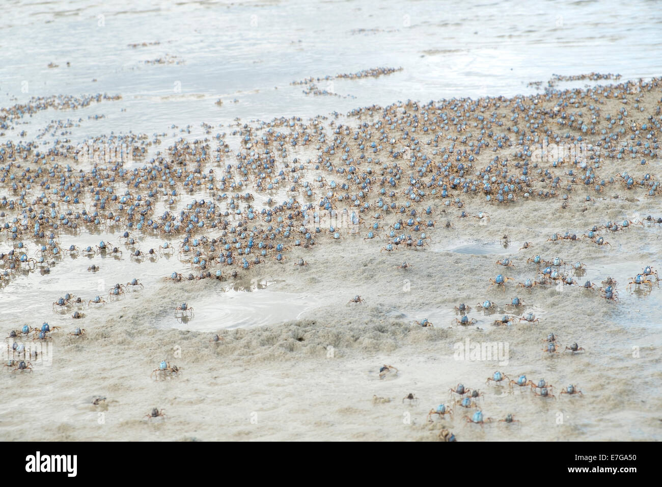 Soldier Crabs at low tide Stock Photo