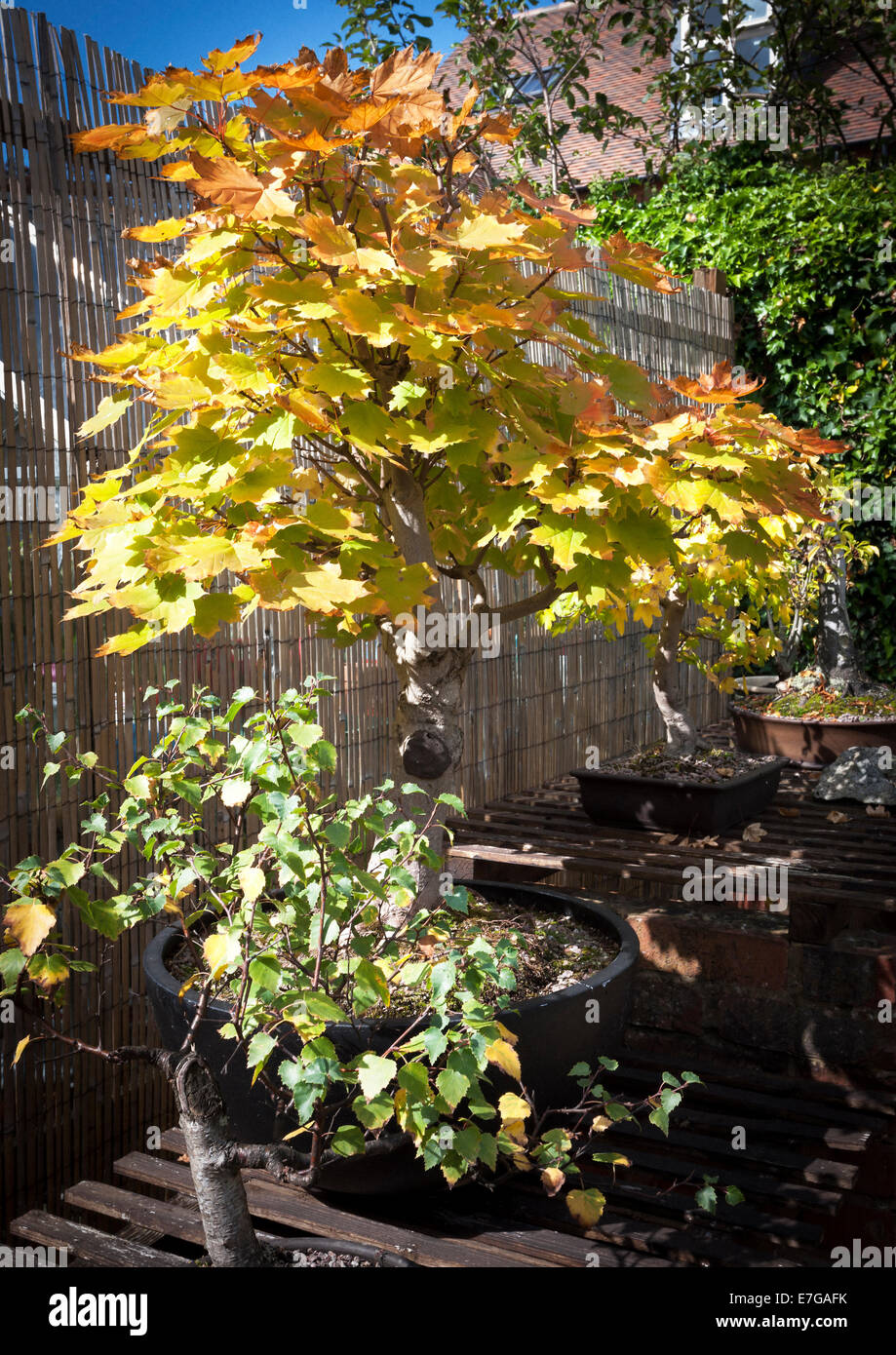 Bonsia. Sycamore Acer pseudoplatarus (Aceraceae) Stock Photo