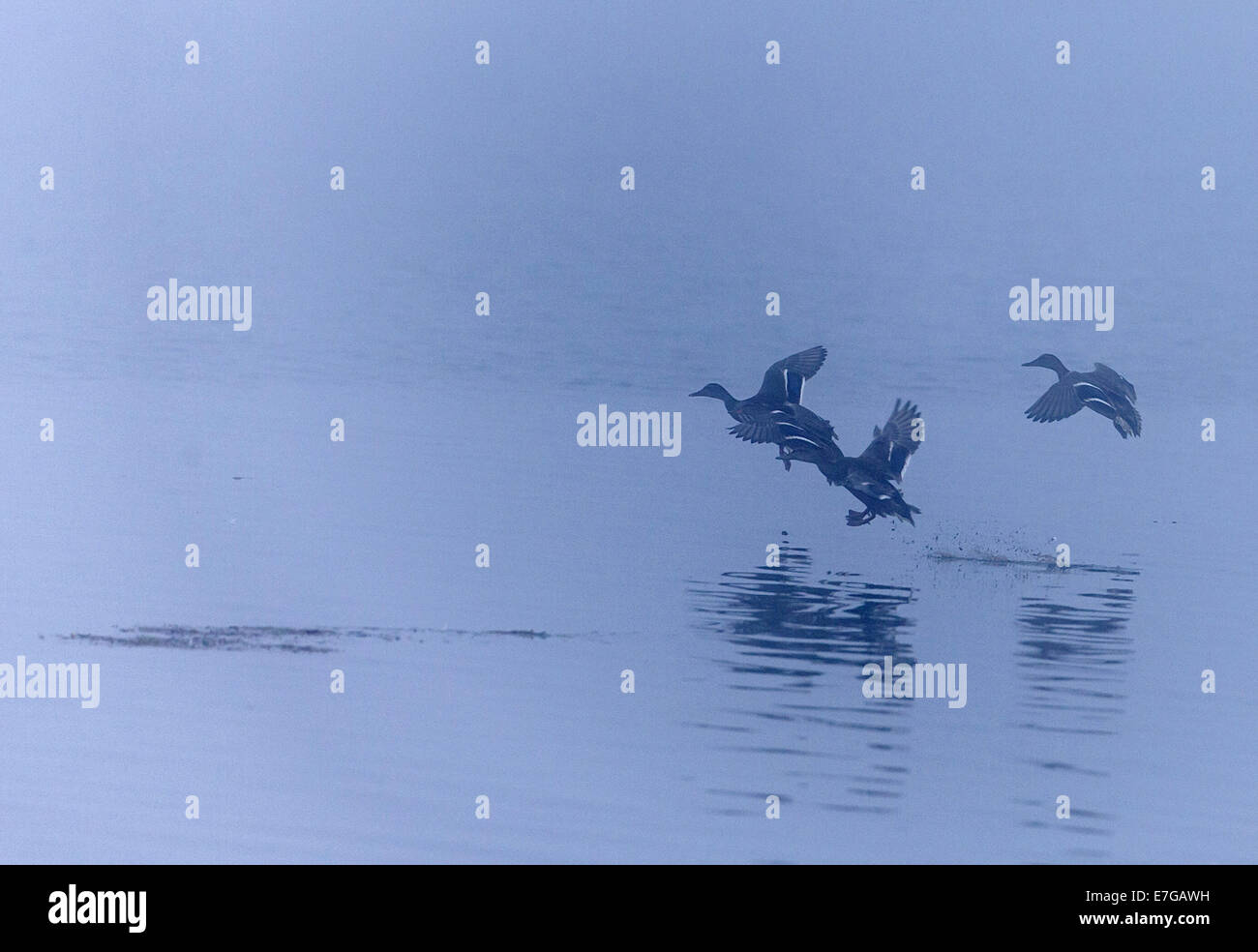 Mallards in mist, Anas platyrhynchos Stock Photo