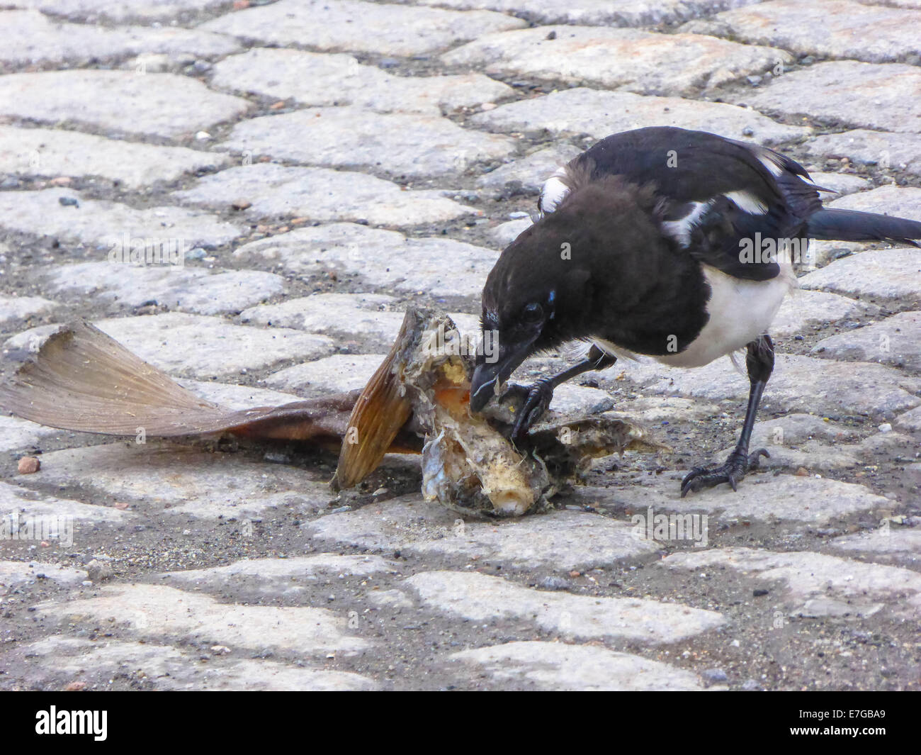 Magpie with dead fish, Pica pica Stock Photo