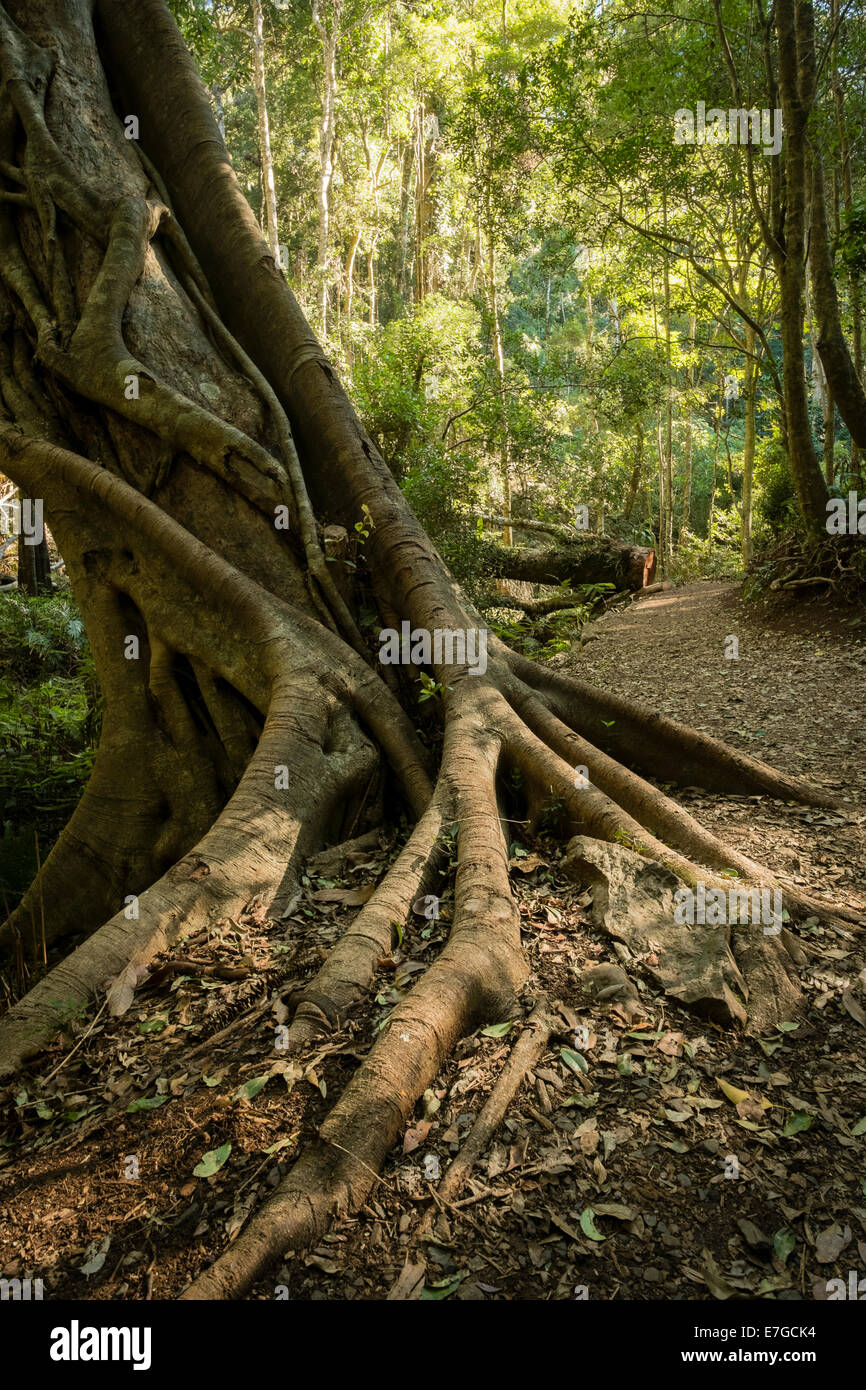 On the Festoon Falls Walk Stock Photo Alamy
