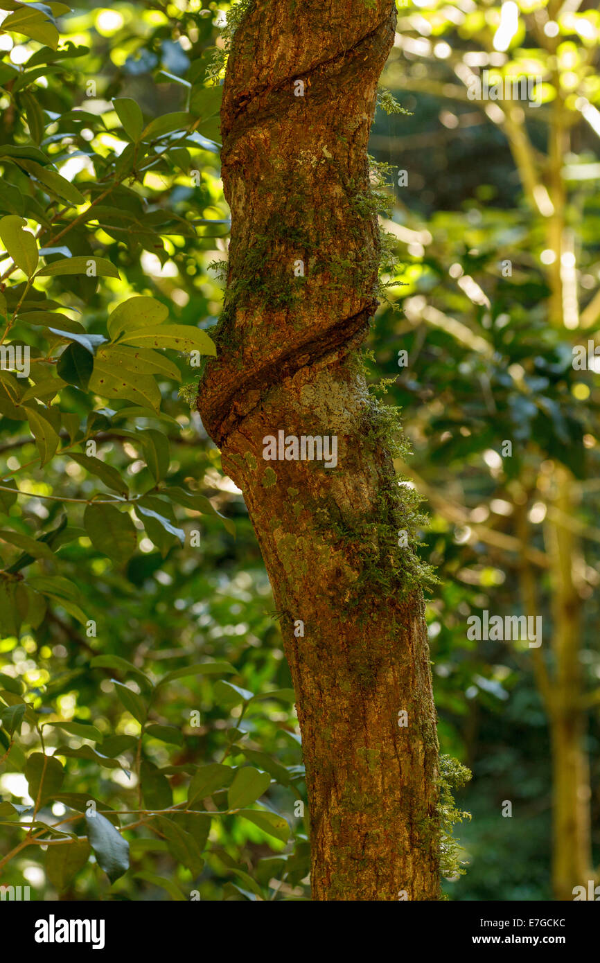 On the Festoon Falls Walk Stock Photo Alamy