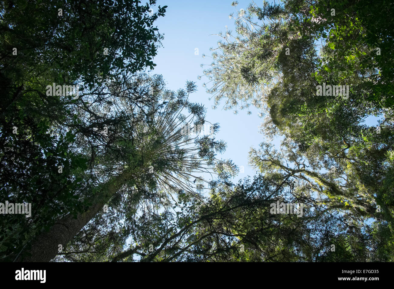 On the Festoon Falls Walk Stock Photo Alamy