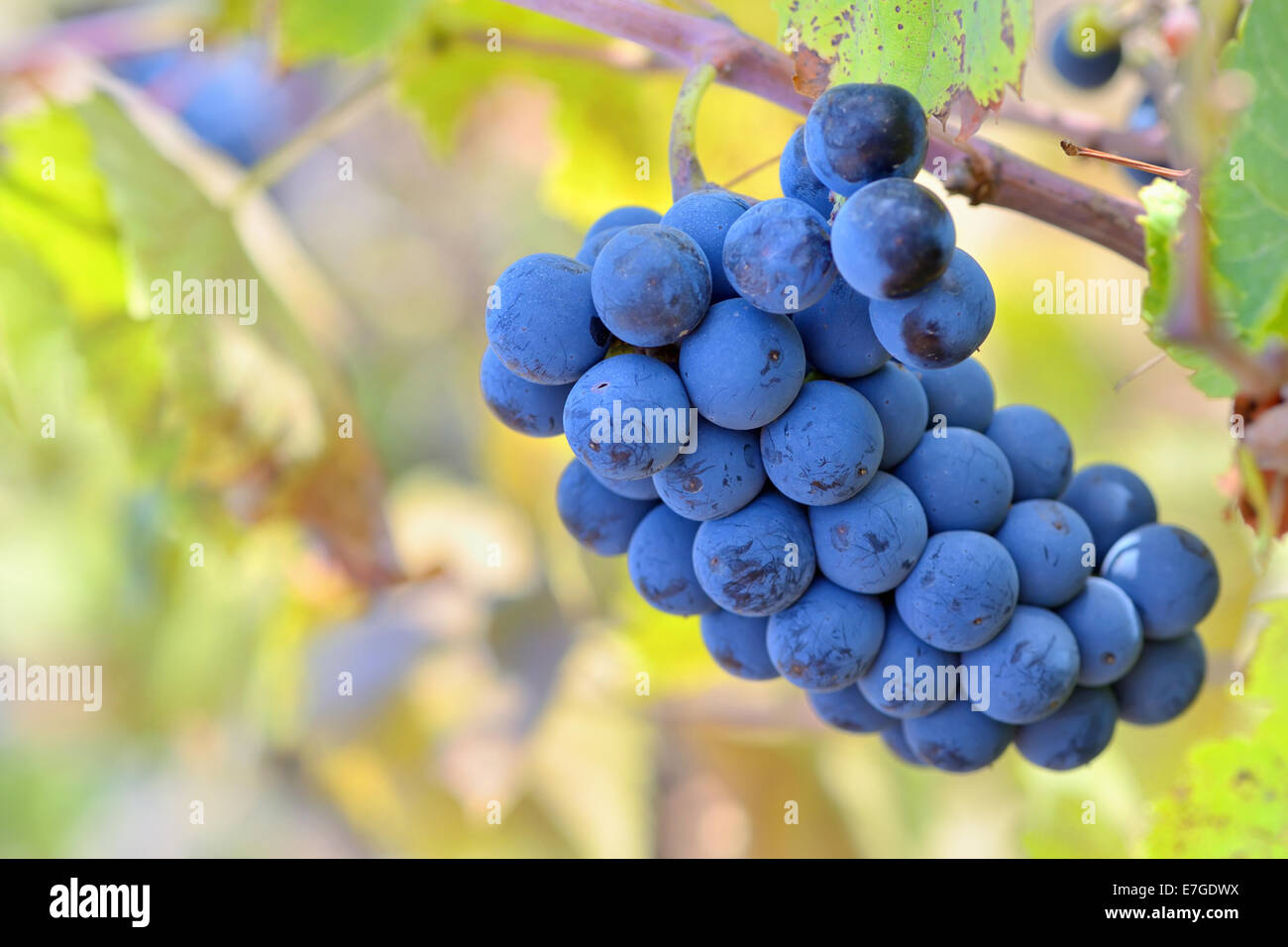 Vine ripe grapes on plantation hi-res stock photography and images - Alamy