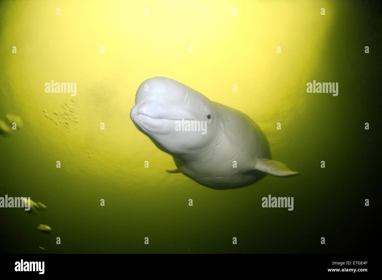 Beluga whale or white whale (Delphinapterus leucas), White sea, Karelia
