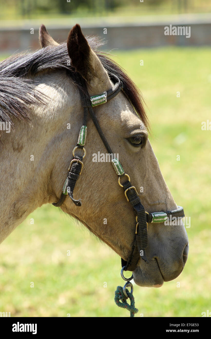 A light brown horse in a farmers pasture in Cotacachi, Ecuador Stock Photo