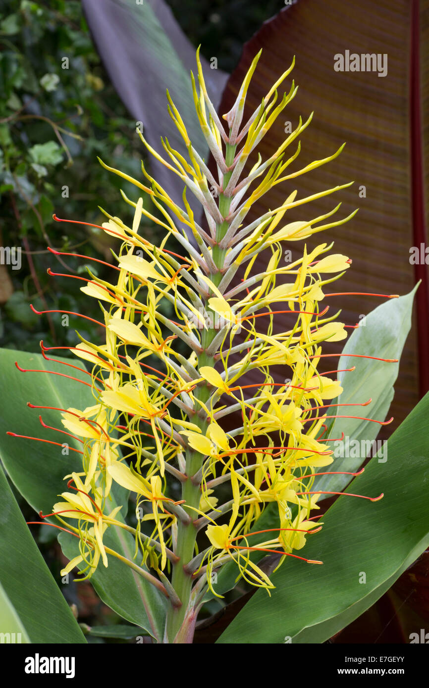 Flowering spike of the Kahili ginger, Hedychium gardnerianum Stock Photo