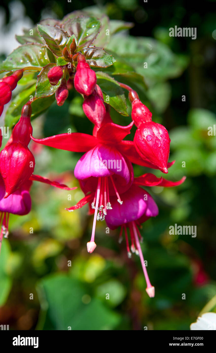 Pink or red fuschia flower plant in full bloom summer Stock Photo