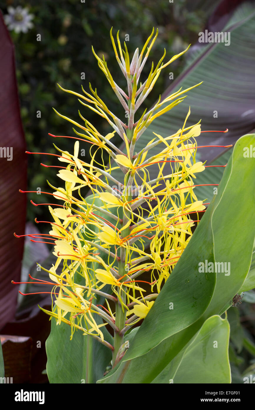Flowering spike of the Kahili ginger, Hedychium gardnerianum Stock Photo