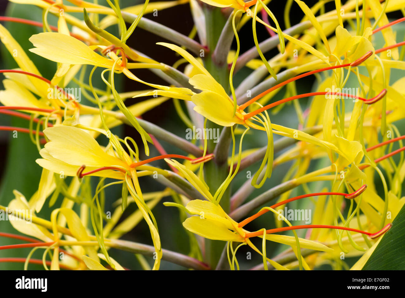 Close up of individual flowers of the Kahili ginger, Hedychium gardnerianum Stock Photo