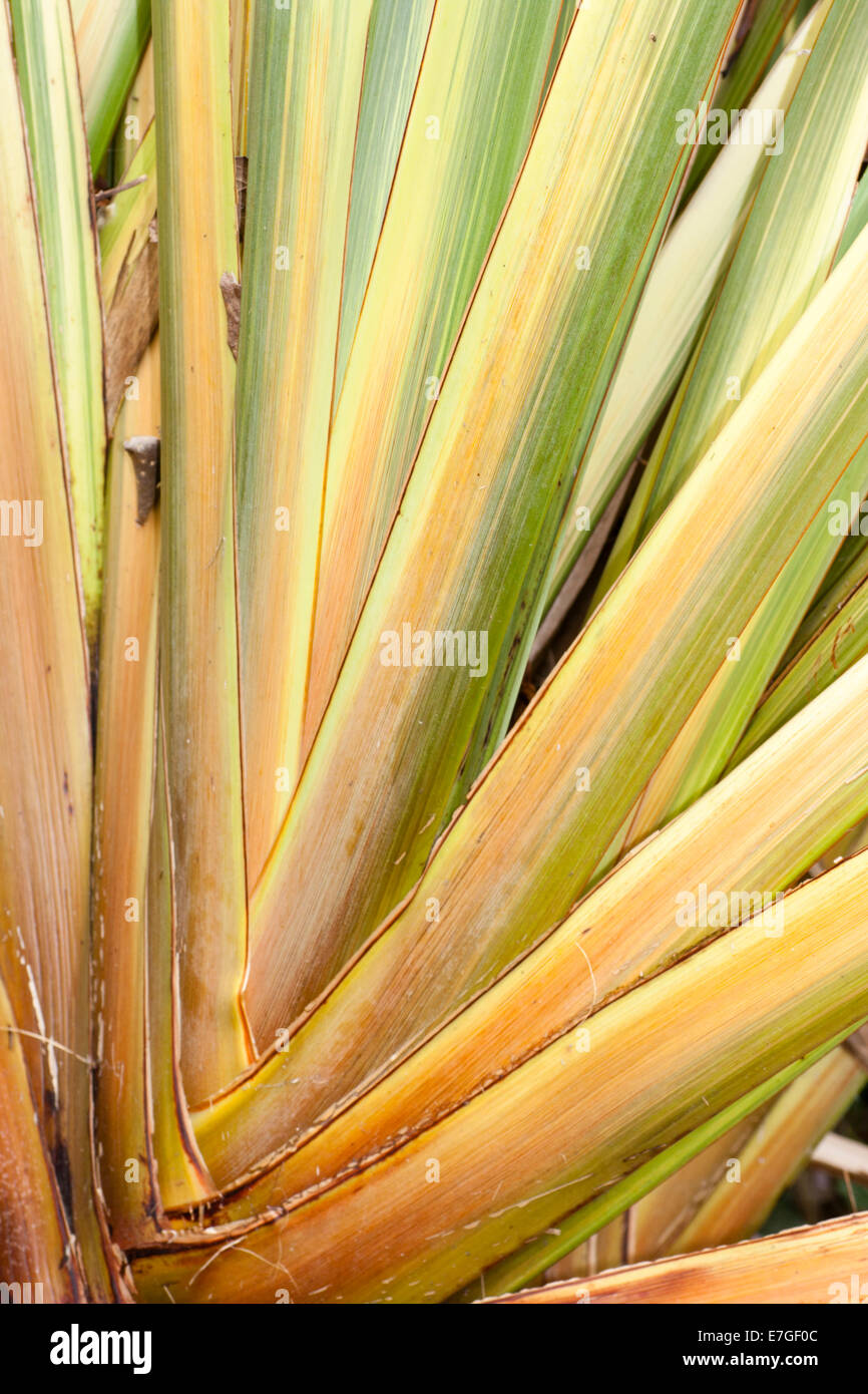 Yellow, gold and green banding on the basal leaves of the giant New Zealand  flax, Phormium tenax 'Variegatum' Stock Photo - Alamy