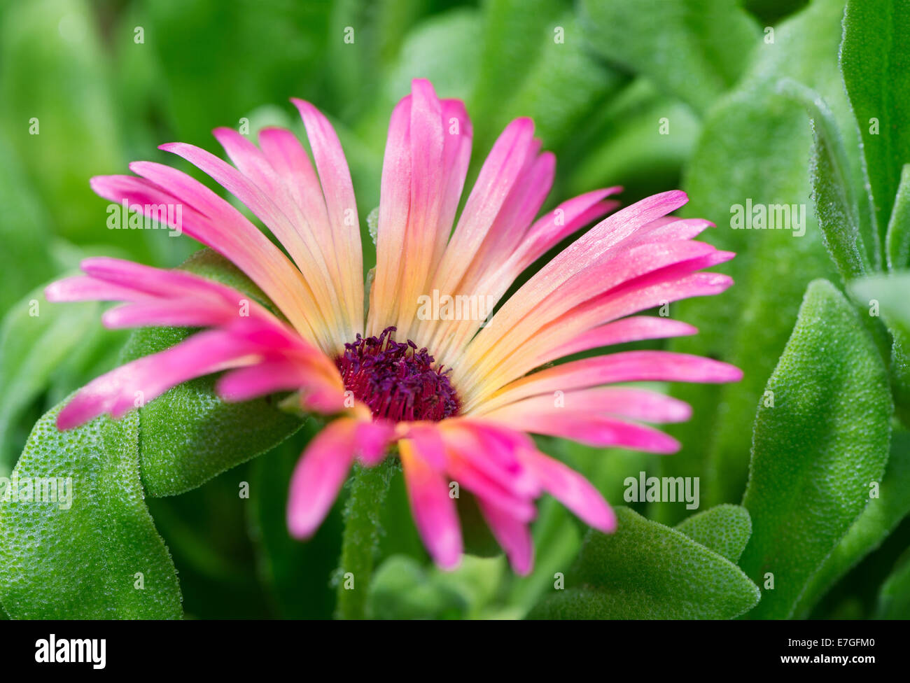 Mesembryanthemum Stock Photo