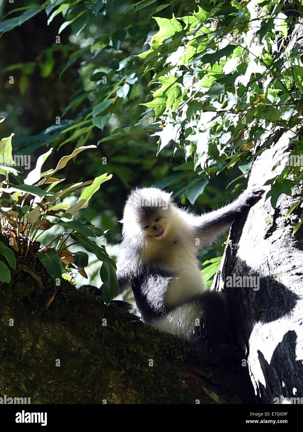 Dequn, Yunnan, China. 17th September, 2014. A black snub-nosed monkey (Rhinopithecus bieti) looks for food in the Baimang Mountain National Natural Reserve in the Tibetan Autonomous Prefecture of Deqen in southwest China's Yunnan Province, Sept. 16, 2014. The population of black snub-nosed monkeys within the Baimang Mountain National Natural Reserve has expanded by about 50 as of September. In August 2013, a 5.1-magnitude earthquake in Deqen had exerted adverse effects to the habitats of black snub-nosed monkeys here. Credit:  Xinhua/Alamy Live News Stock Photo