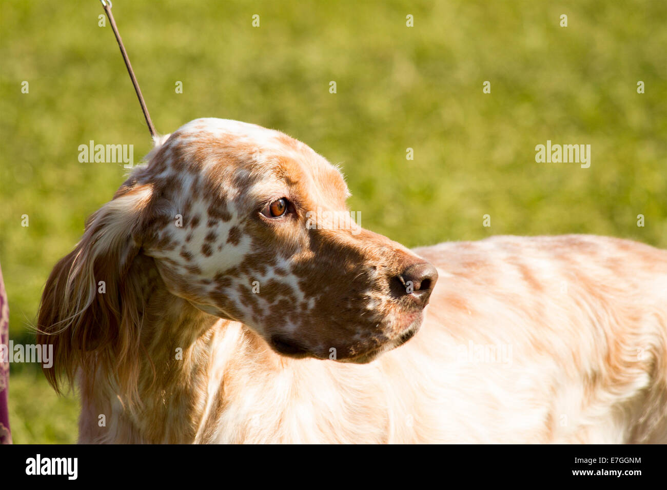 English Setter Dog in show ring looking back Stock Photo