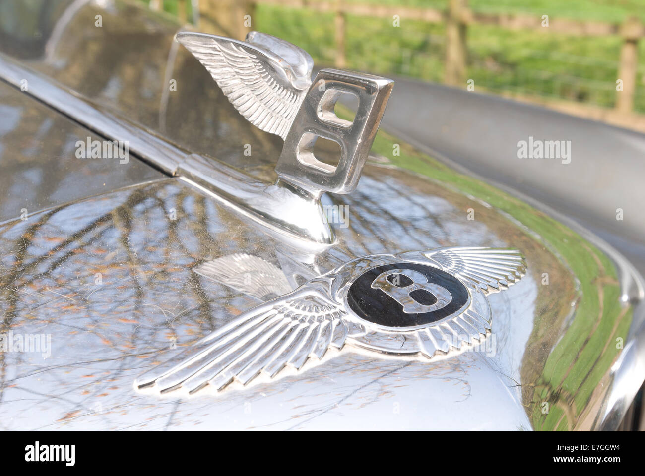 Winged Bentley logo emblem and metal badge on bonnet shiny silver car front classic collectors iconic symbol Stock Photo