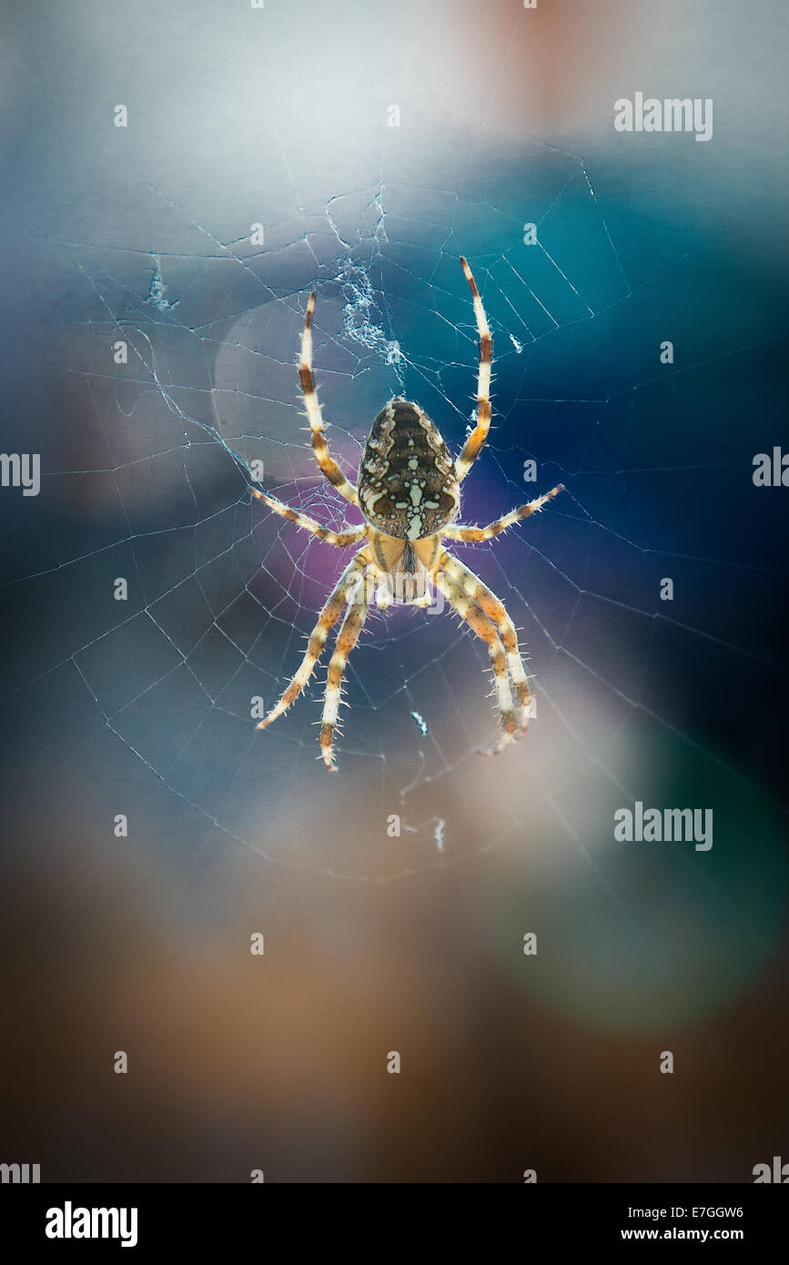 Orb web Spider Stock Photo Alamy