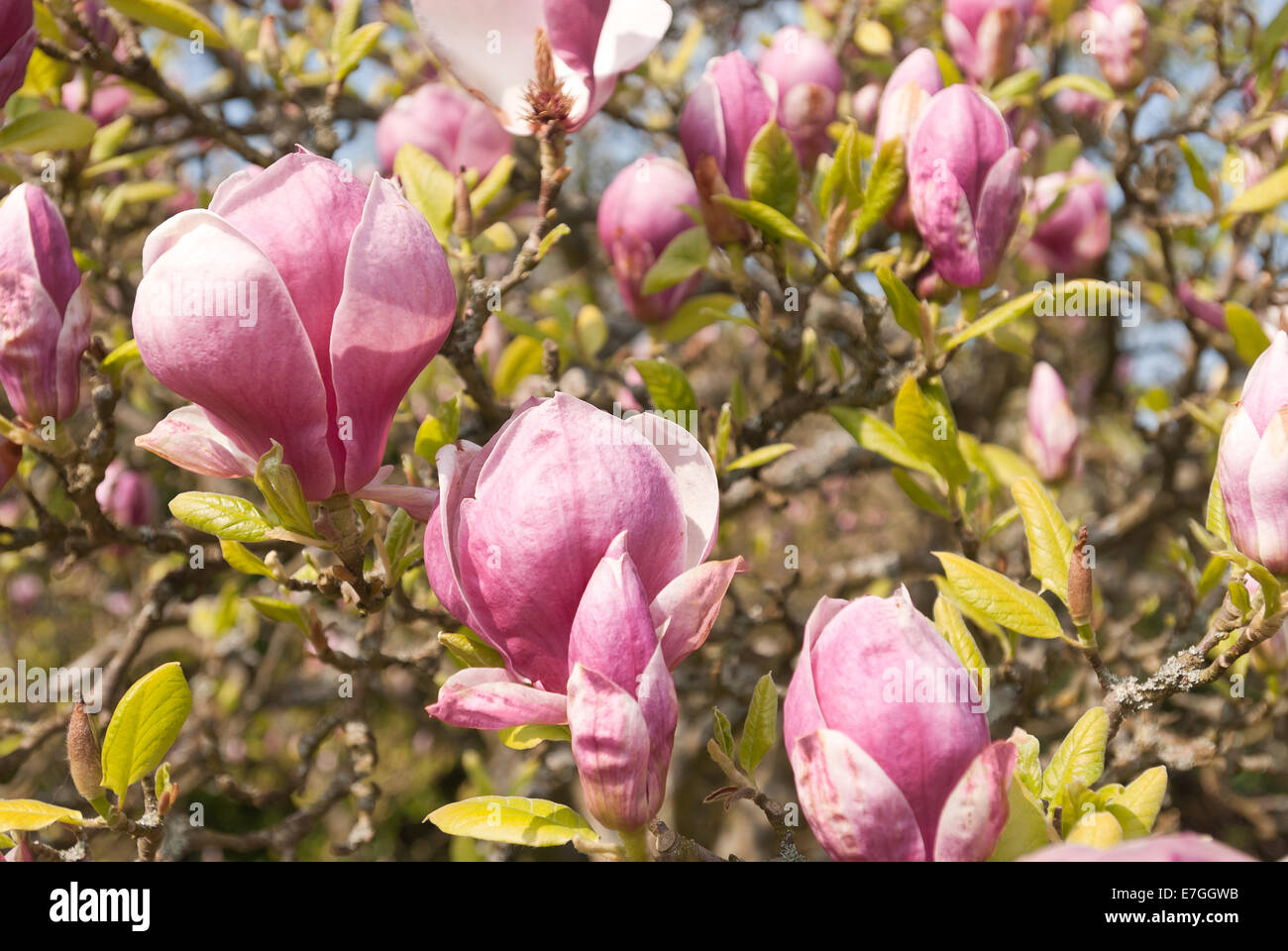 masses of flowers of saucer magnolia of white pink purple ready to open ...