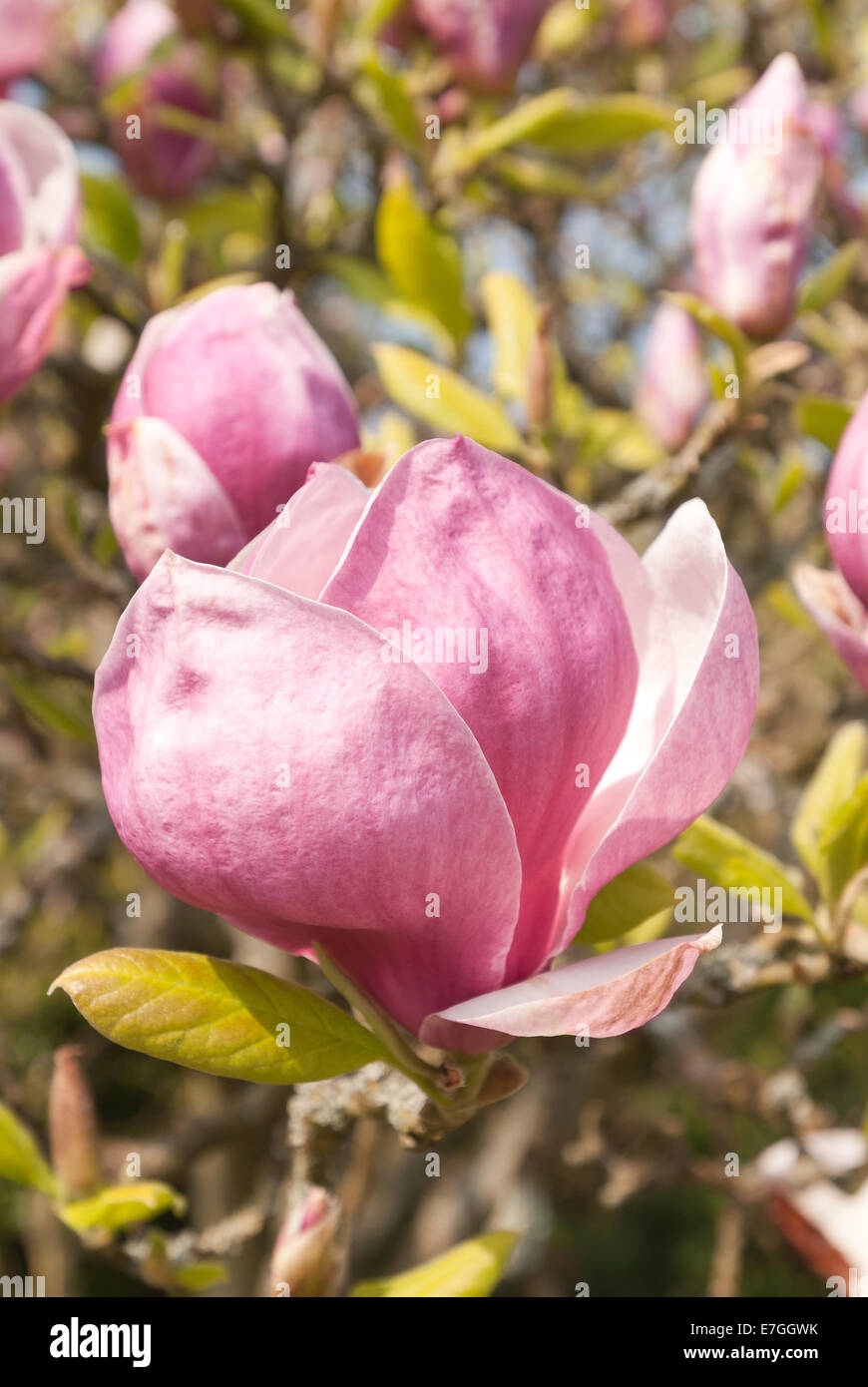 masses of flowers of saucer magnolia of white pink purple ready to open ...