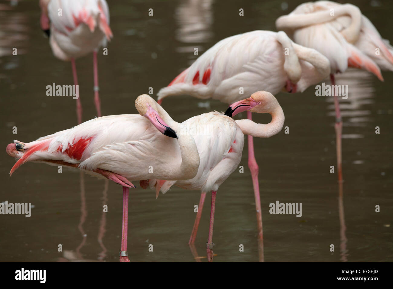 Pink Flamingo Phoenicopterus ruber Camargue cleaning each other Stock Photo