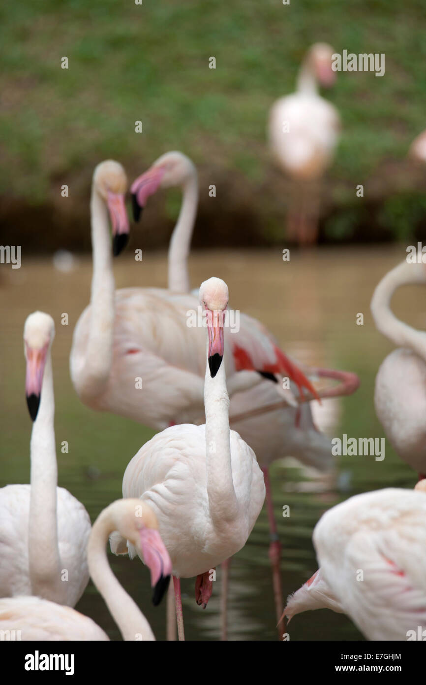 Pink Flamingo Phoenicopterus ruber Camargue  in groups Stock Photo