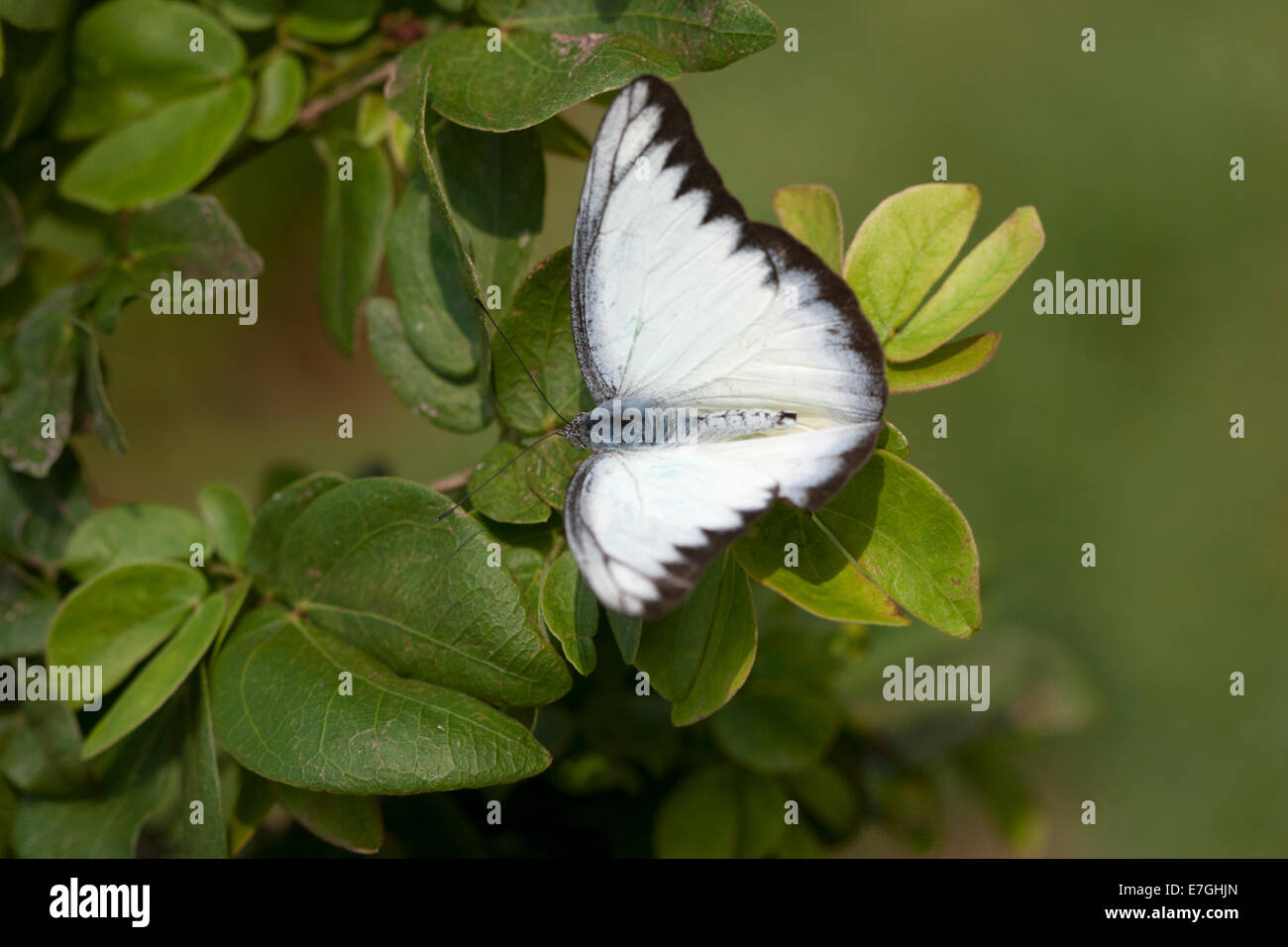 White and black coloured butterfly Stock Photo