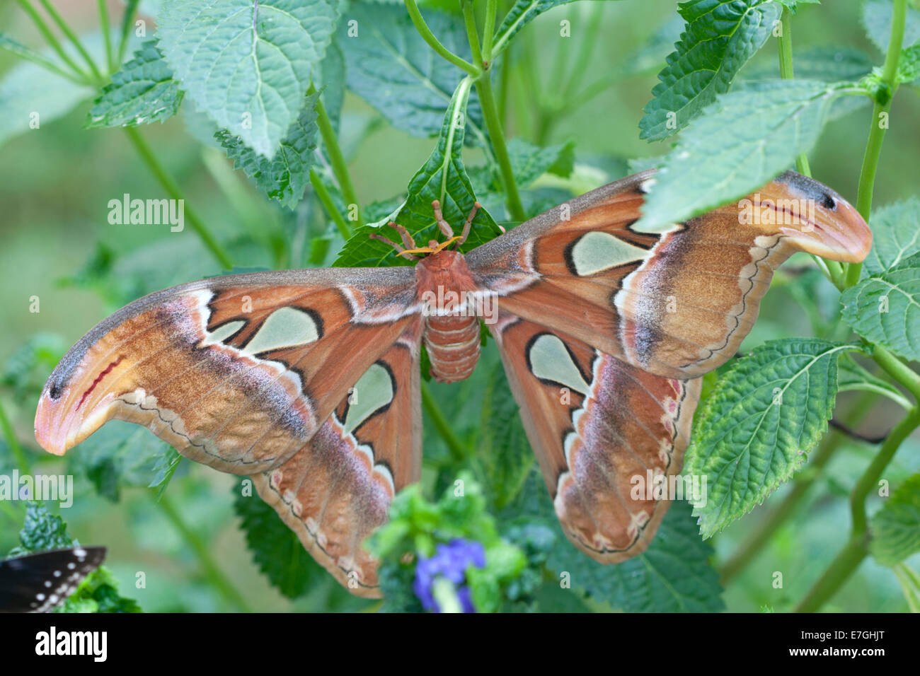 Atlas Moth (Attacus atlas) Stock Photo