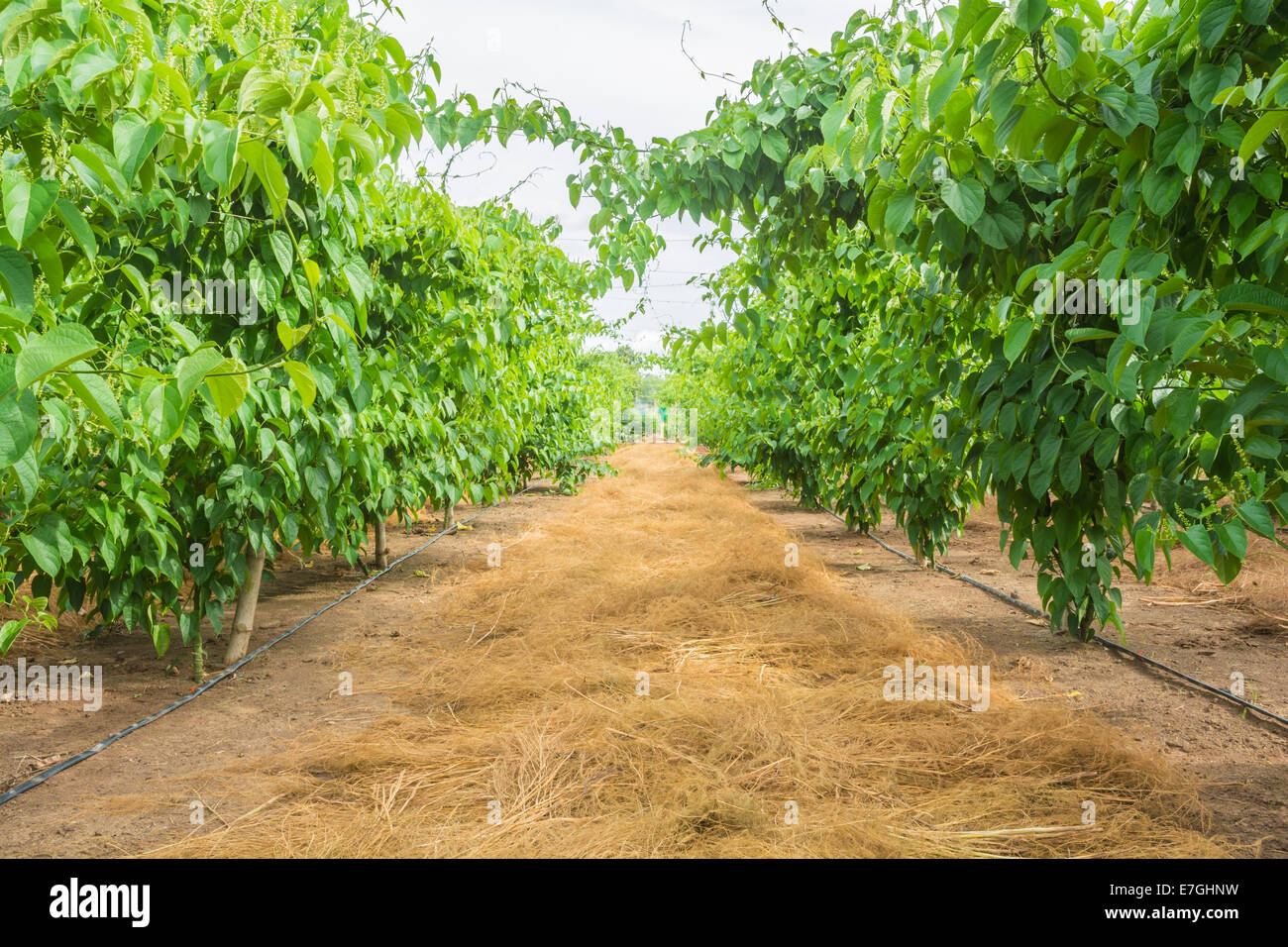 Sacha-Inchi peanut garden Stock Photo