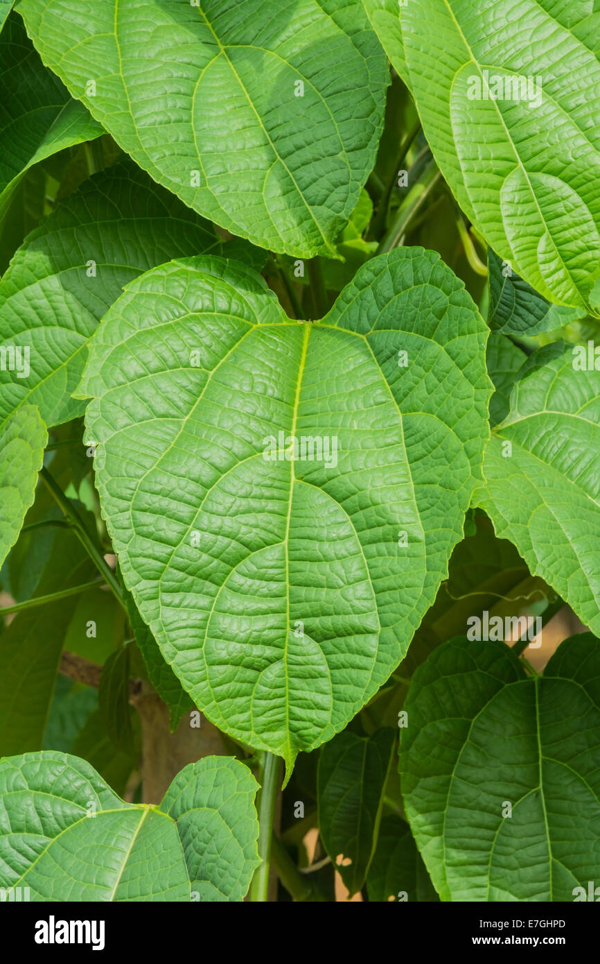 leaf of sacha-Inchi peanut Stock Photo