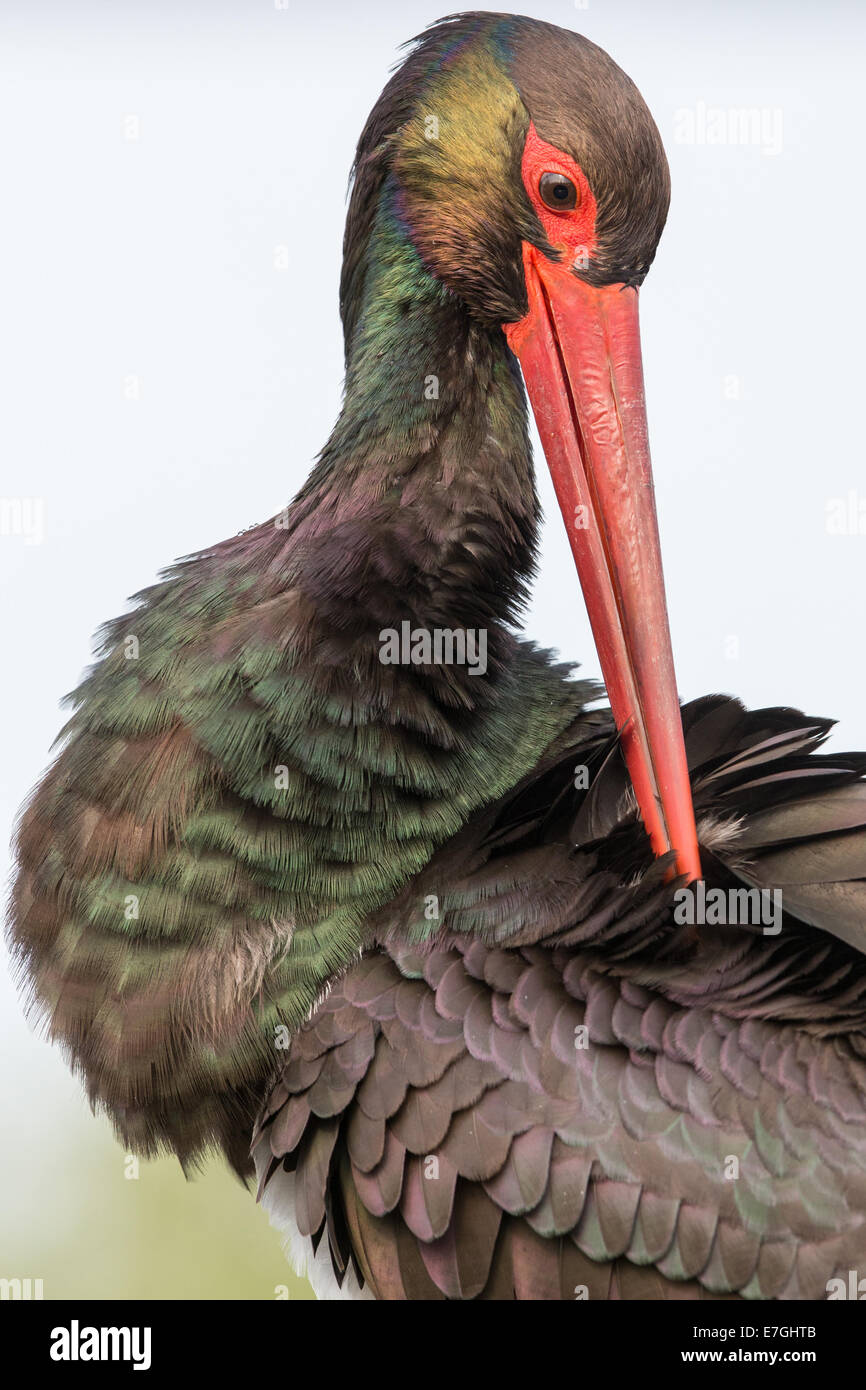 Portrait of a Black Stork ( (Ciconia nigra) preening Stock Photo