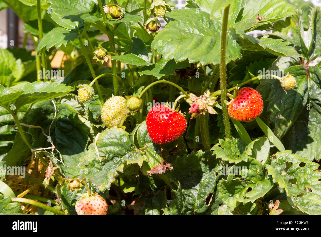 Strawberries growing in Surrey garden Stock Photo - Alamy