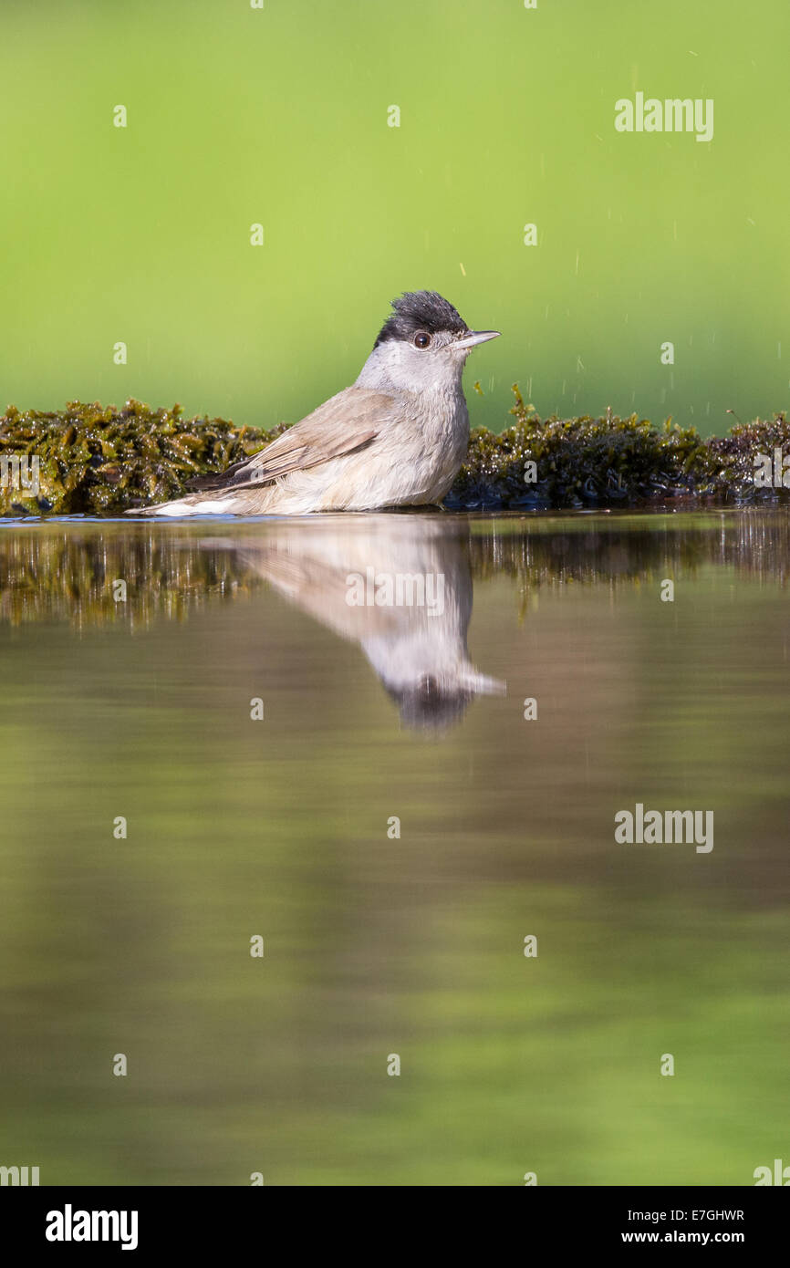Adult male Blackcap (Sylvia atricapilla) bathing in a forest pool Stock Photo