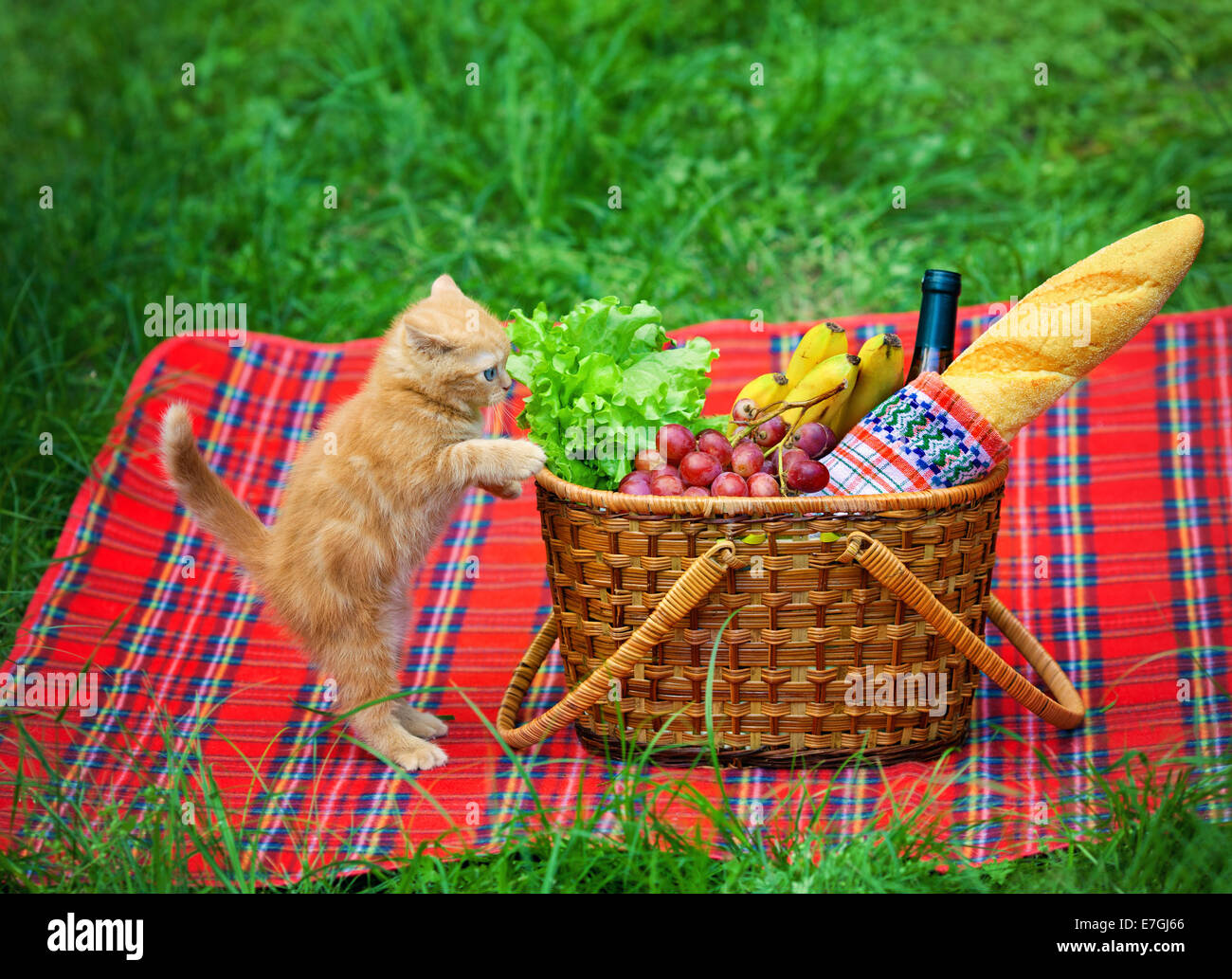 Little kitten sniffing the picnic basket outdoors Stock Photo