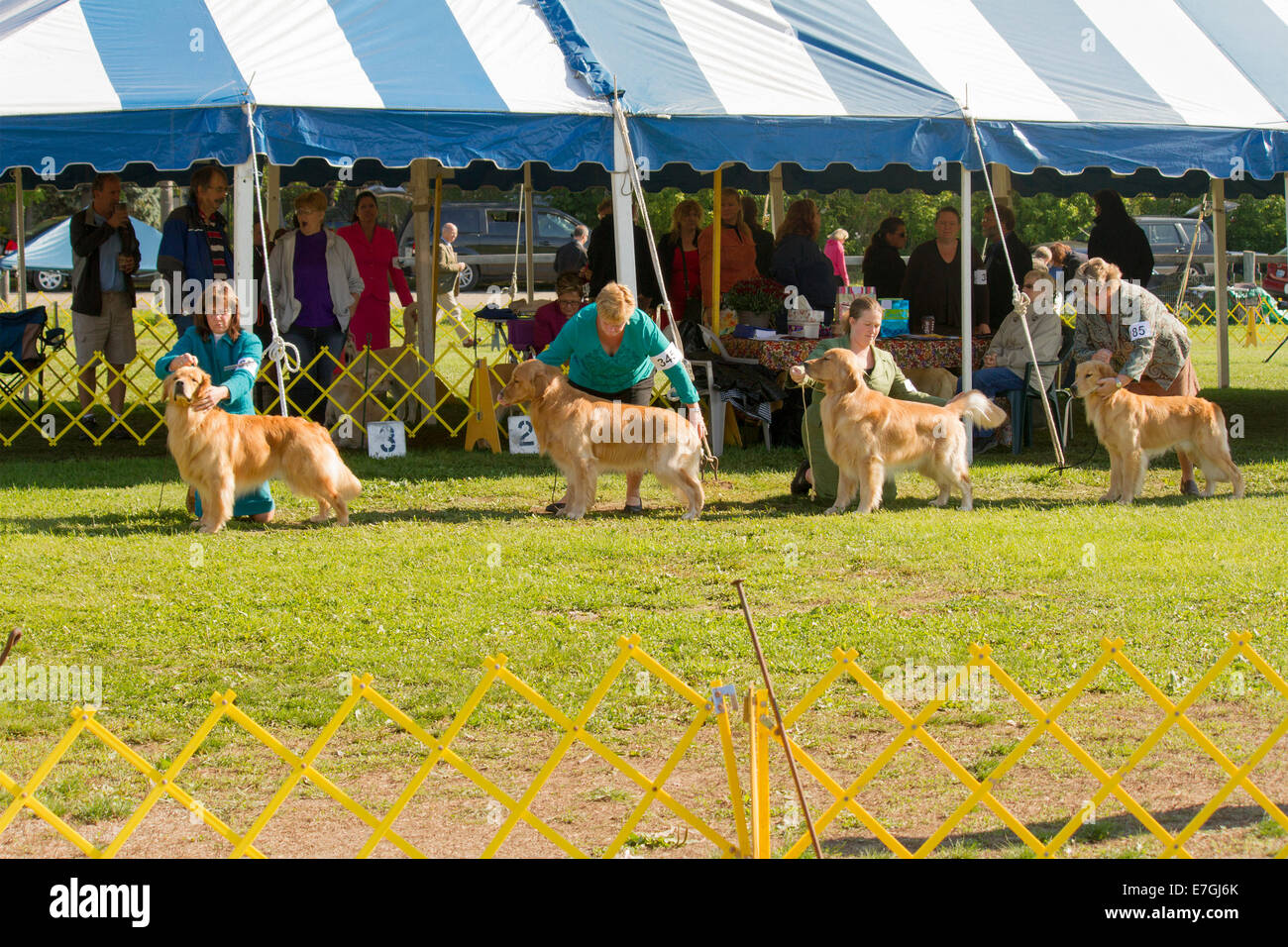 Golden Retrievers standing for the judge in the show ring at a local dog show with all women handlers Stock Photo